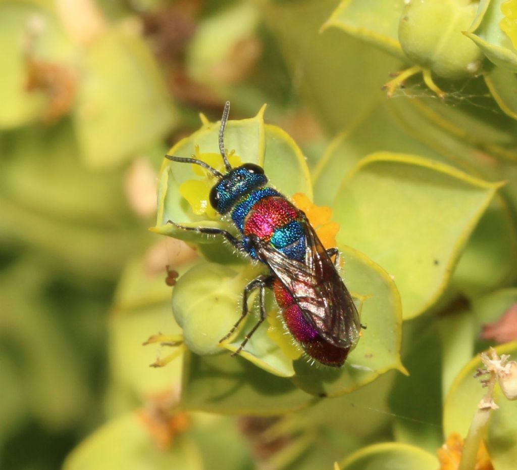 Chrysididae. Chrysis?